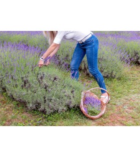 Schmiedeeiserne Gartensichel mit Eschenholzgriff Krumpholz