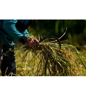 Schmiedeeiserne Gartensichel mit Eschenholzgriff Krumpholz