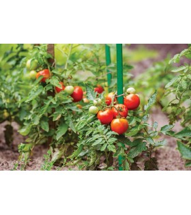 Rankhilfe, beschichtete Tomatenstütze 11mm/120cm